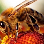 pszczoła-1JPG