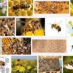 pszczoła-2JPG